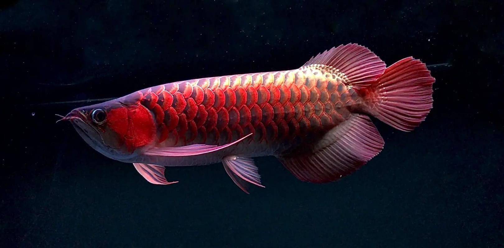 天山龍魚圖片