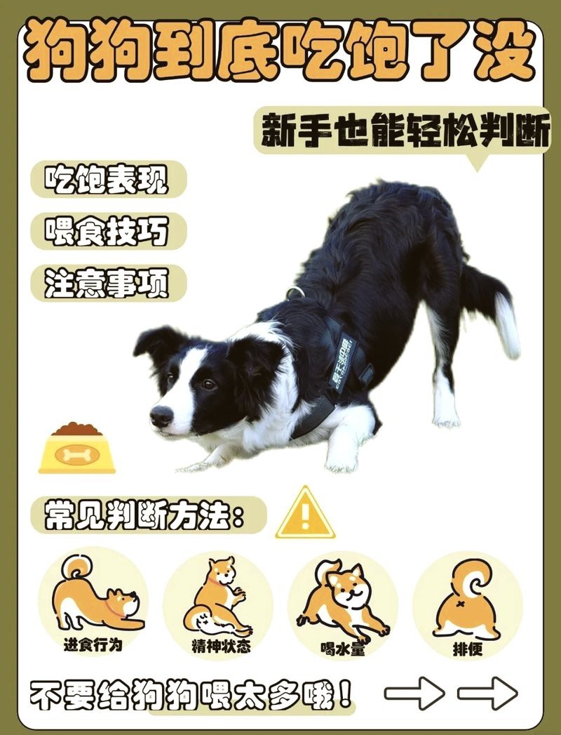 如何判斷紅龍純血是否吃飽？