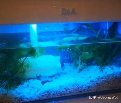 魚缸水泵噪聲對魚的影響：水泵噪聲對魚的影響