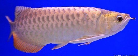 龍魚應該怎么養殖：養殖龍魚的注意事項