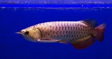 龍魚(yú)應(yīng)該怎么養(yǎng)殖：養(yǎng)殖龍魚(yú)的注意事項(xiàng)