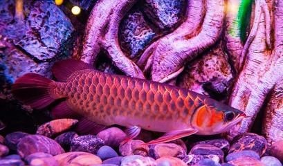 龍魚張嘴合不上嘴怎么辦（龍魚張嘴合不上嘴怎么辦龍魚張嘴合不上嘴可能由多種因素引起）