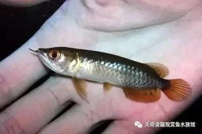 龍魚張嘴合不上嘴怎么辦（龍魚張嘴合不上嘴怎么辦龍魚張嘴合不上嘴可能由多種因素引起）