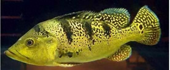 龍魚張嘴合不上嘴怎么辦（龍魚張嘴合不上嘴怎么辦龍魚張嘴合不上嘴可能由多種因素引起）