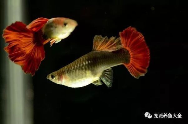 魚缸加鹽的作用和注意事項：海淡水魚缸加鹽的作用和注意事項