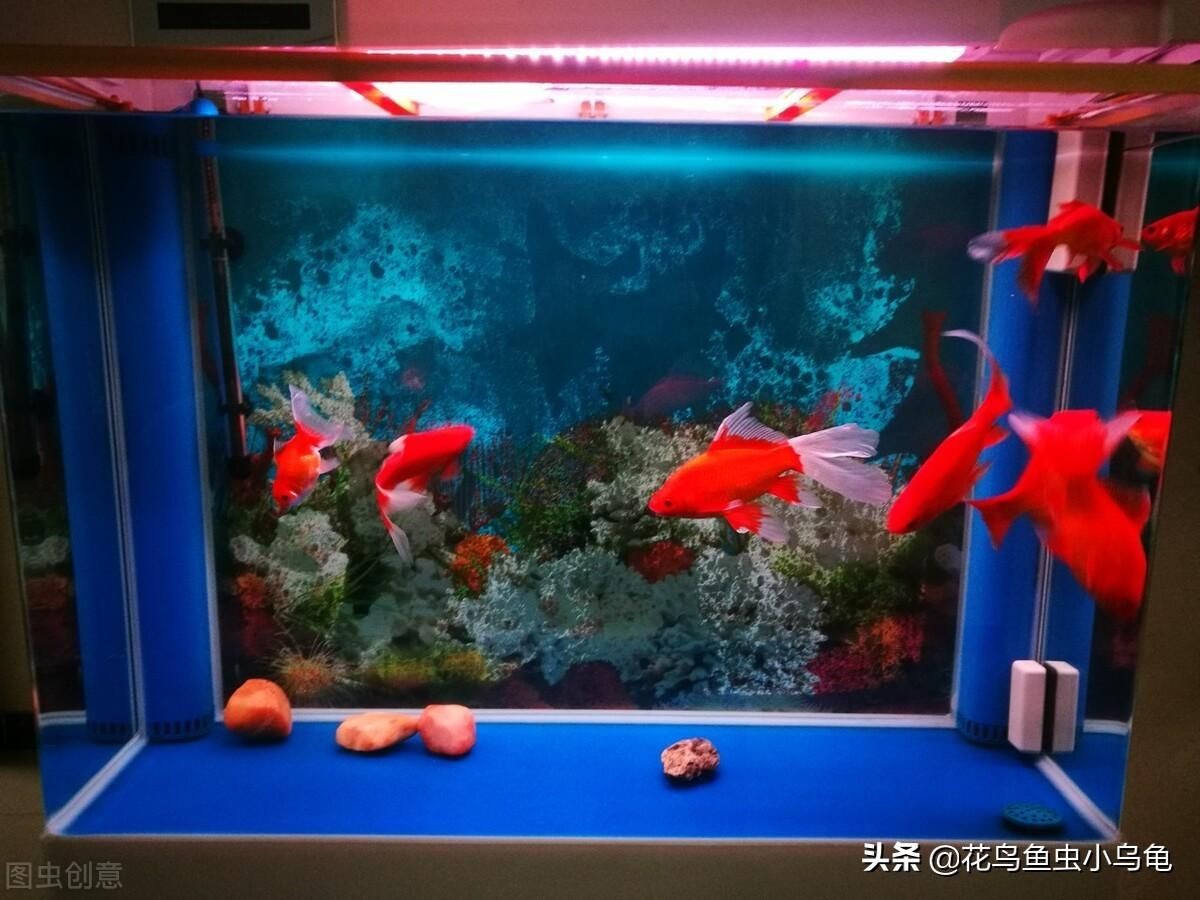 魚缸水渾濁怎么變清（魚缸水渾濁怎么變清,通過換水可以迅速改善水質(zhì)，讓水體變清澈）