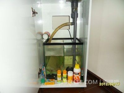 選擇海水魚缸還是淡水魚缸？：海水魚缸和淡水魚缸哪個好？