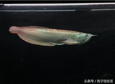 小龍魚喂食怎么喂：小龍魚的喂食方法