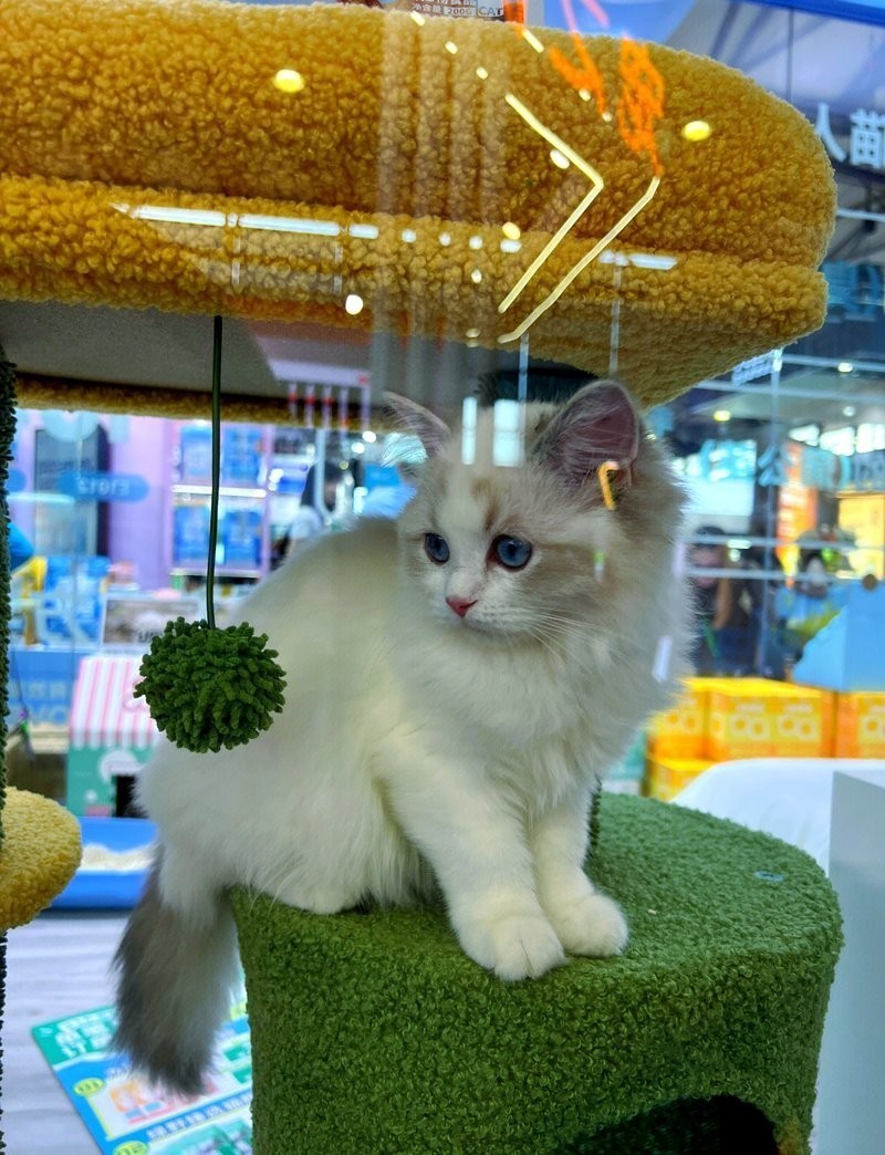 如何帶寵物參觀寵物展覽？