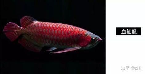 頂級魚缸品牌：水族箱品牌介紹