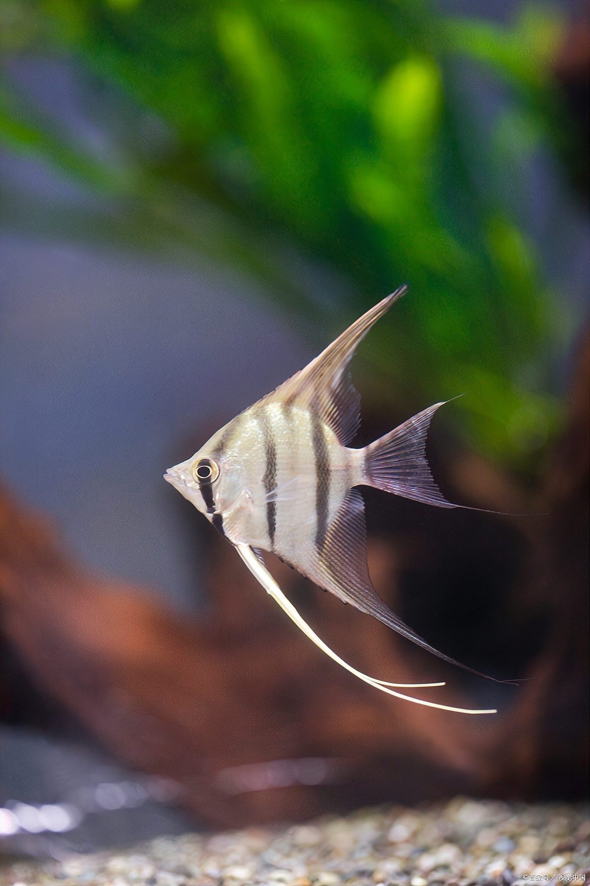 十大觀賞魚中哪種最耐活？ 十大觀賞魚中哪種最耐活？ 2025長城杯龍魚大賽 第2張