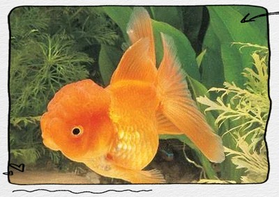 十大觀賞魚中哪種最耐活？ 十大觀賞魚中哪種最耐活？ 2025長城杯龍魚大賽 第4張