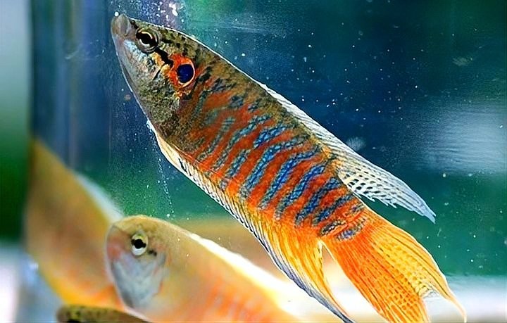十大觀賞魚中哪種最耐活？ 十大觀賞魚中哪種最耐活？ 2025長城杯龍魚大賽 第3張
