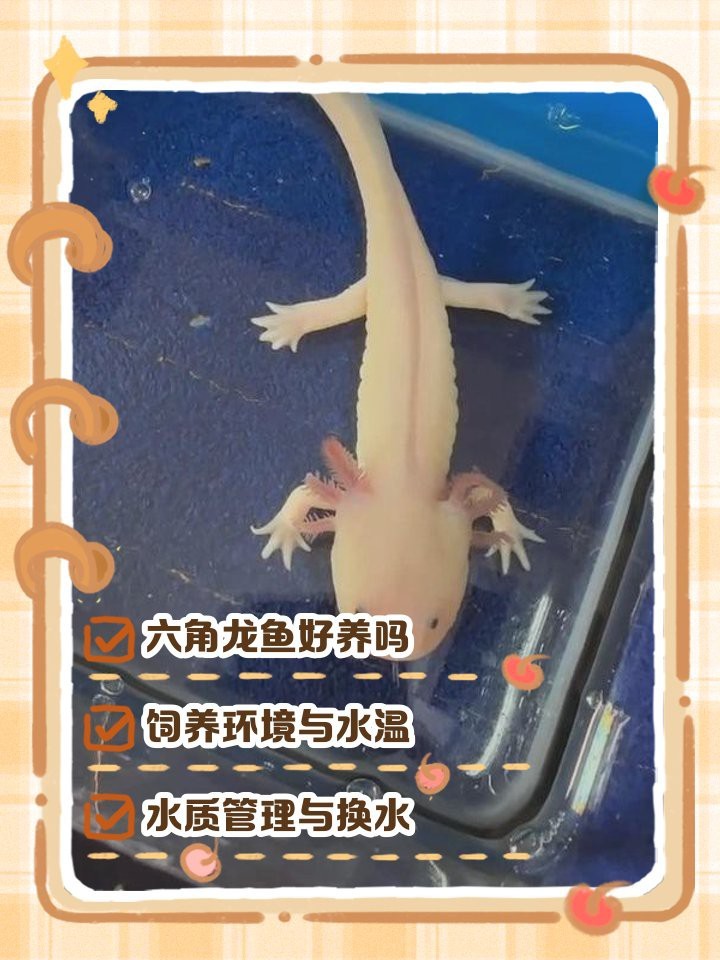 六角龍魚容易養活嗎