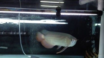 龍魚不能長期喂蝦：龍魚不能長期喂蝦，但需要注意處理和搭配喂食，