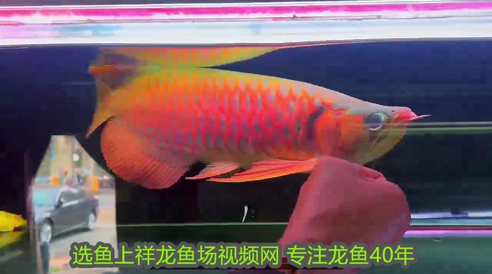 阜陽龍魚魚缸，打造水族藝術的精致殿堂