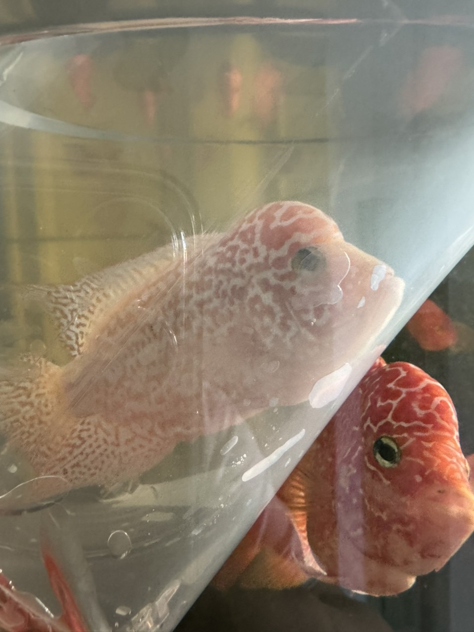 喜歡一條火鳳的版型和花紋忍不住又拿來混養