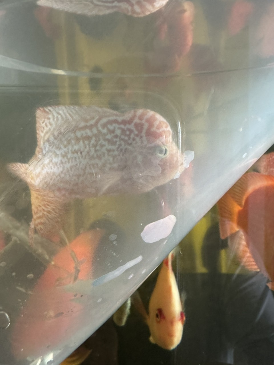 喜歡一條火鳳的版型和花紋忍不住又拿來混養