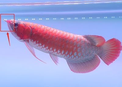 龍魚斷須有什么影響：如何預防龍魚斷須