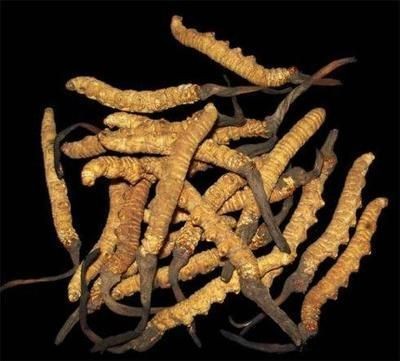 金龍魚報價單怎么看的懂（金龍魚報價單）