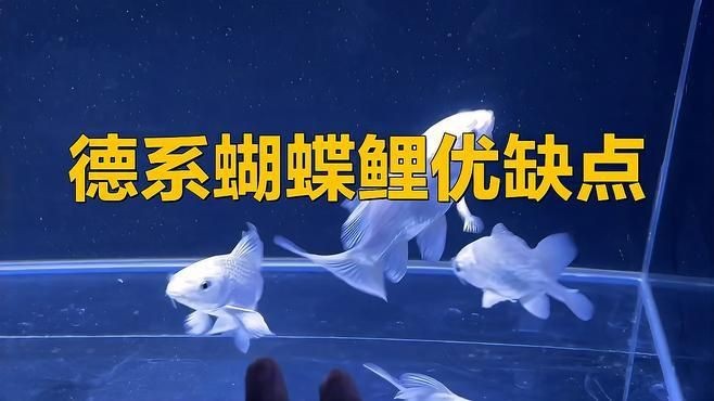 蝴蝶鯉哪個(gè)品種好看