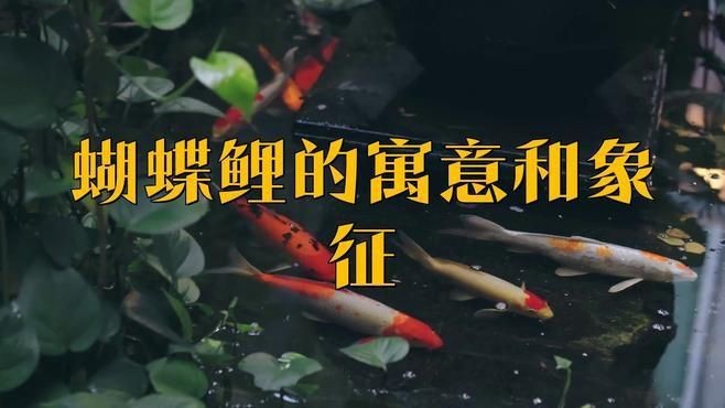 蝴蝶鯉哪個(gè)品種好看