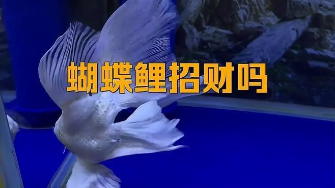 蝴蝶鯉哪個(gè)品種好看