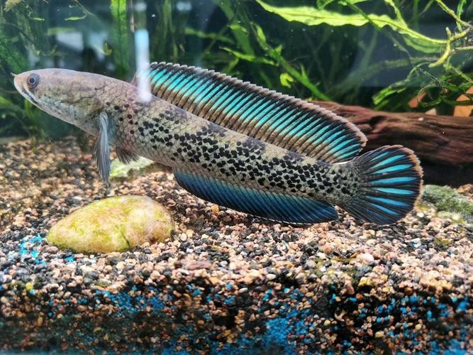 鬼王雷龍魚圖片大全