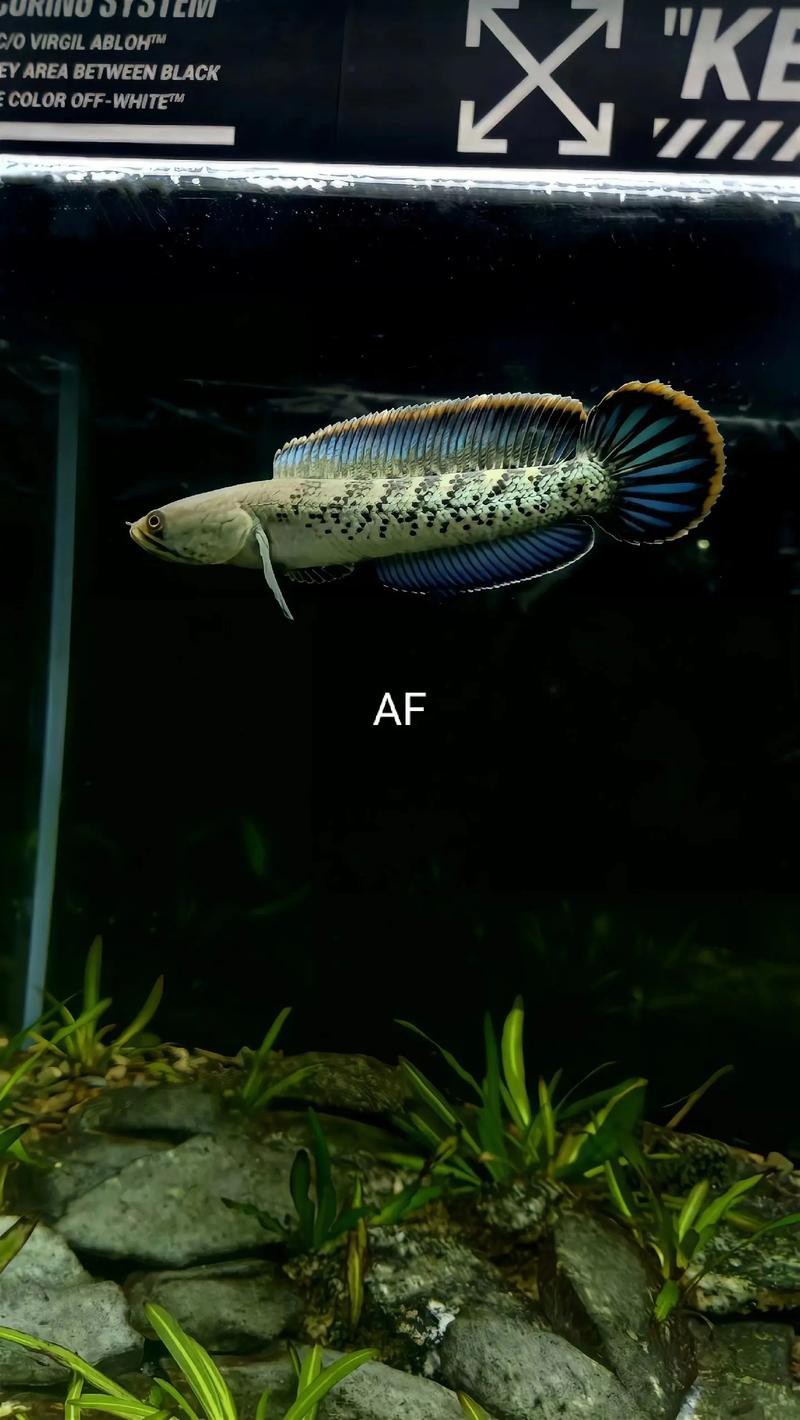 鬼王雷龍魚圖片大全