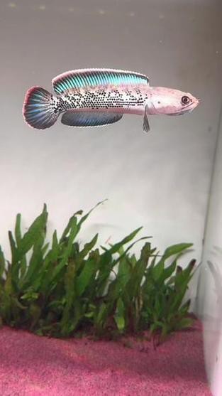 鬼王雷龍魚圖片大全