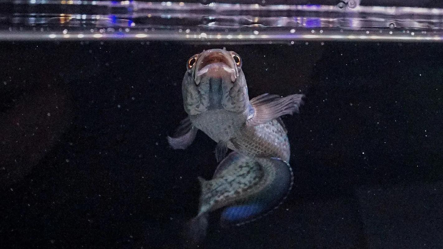 鬼王雷龍魚圖片大全