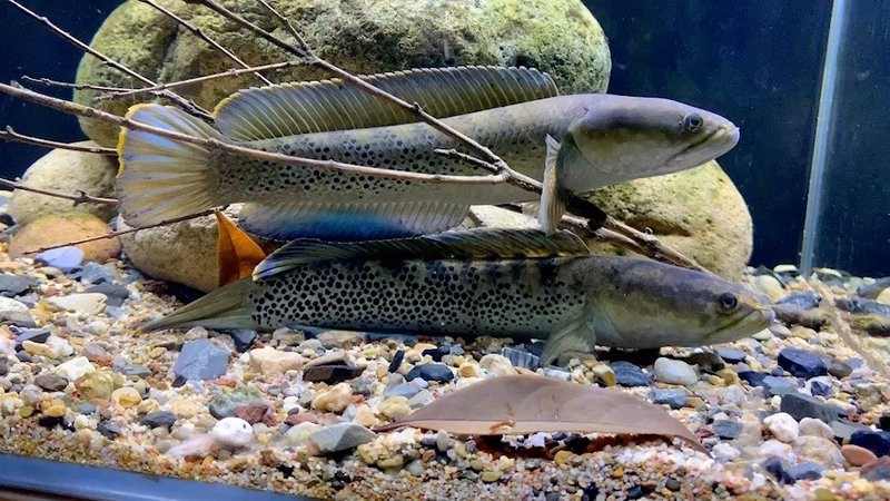 鬼王雷龍魚圖片大全