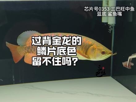 有沒有更多賽級金龍的視頻？