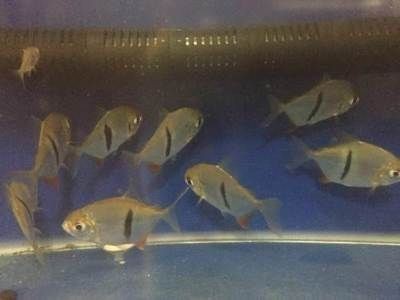 虎紋銀板魚
