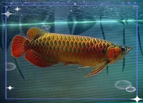 如何挑選和飼養頂級紅龍魚？