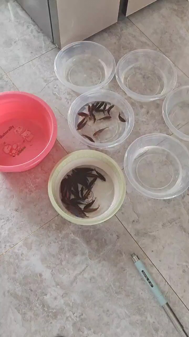 超極宏雞