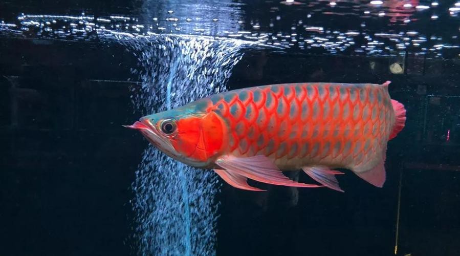 紅龍魚圖片高清頭像女