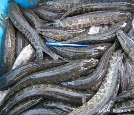 黑魚魚缸怎么養活的快一點（養殖黑魚需要注意的幾個方面）