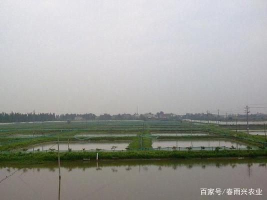 黑魚魚缸怎么養活的快一點（養殖黑魚需要注意的幾個方面）