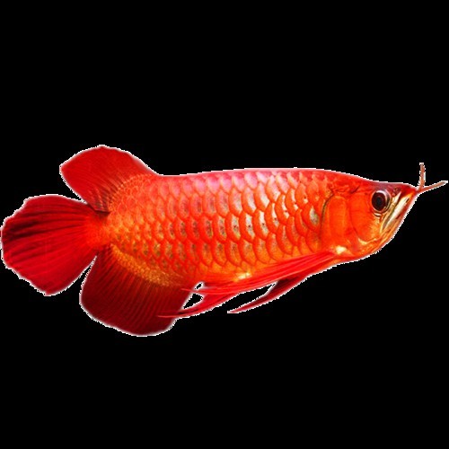 紅龍魚圖片高清頭像女