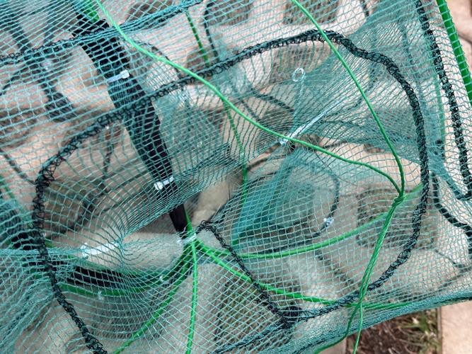 抓魚籠子圖片大全