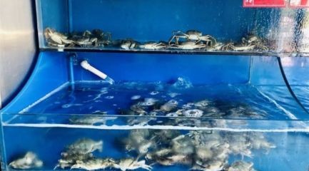 40公分金龍魚多久換一次水，40公分金龍魚一次換多少水合適，金龍魚換水時需要注意哪些事項