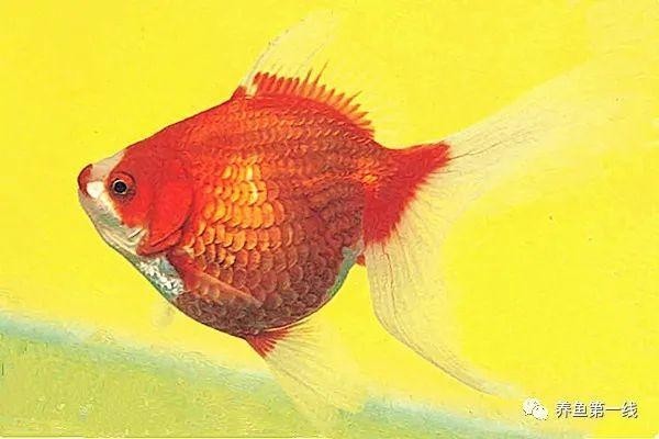 2021年“長城杯”有哪些新品種金魚參賽？