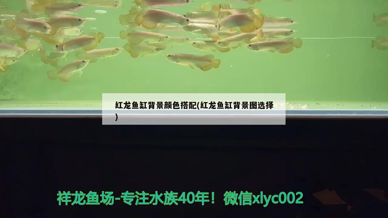 水缸制作魚缸教程視頻全集