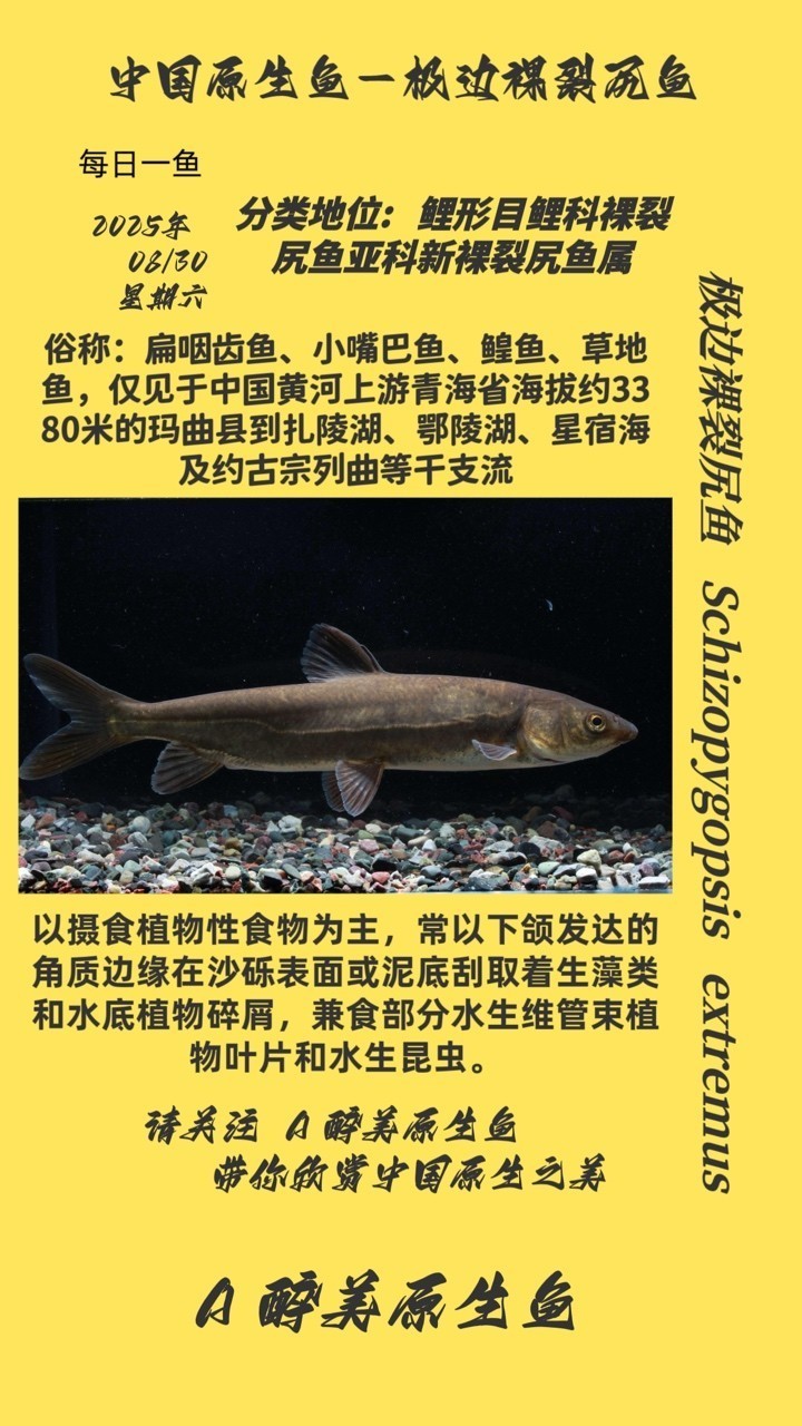 極邊裸裂尻魚