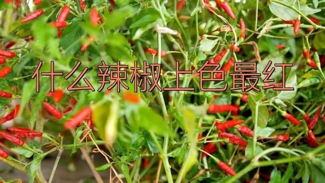 紅霸辣椒品種有哪些