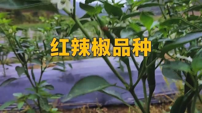 紅霸辣椒品種有哪些