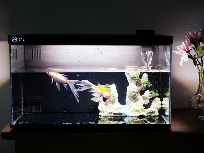 小米魚缸怎么樣：小米魚缸適合養什么魚