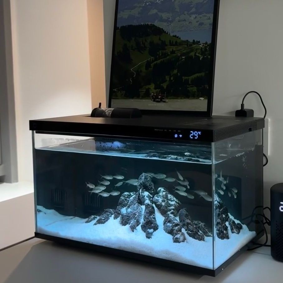 小米魚缸怎么樣：小米魚缸適合養什么魚