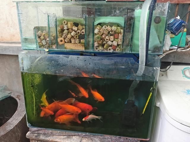 小米魚缸怎么樣：小米魚缸適合養什么魚